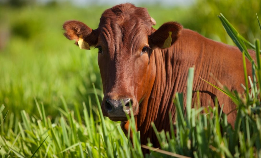 Animal da raça Pitangueiras em pasto alto