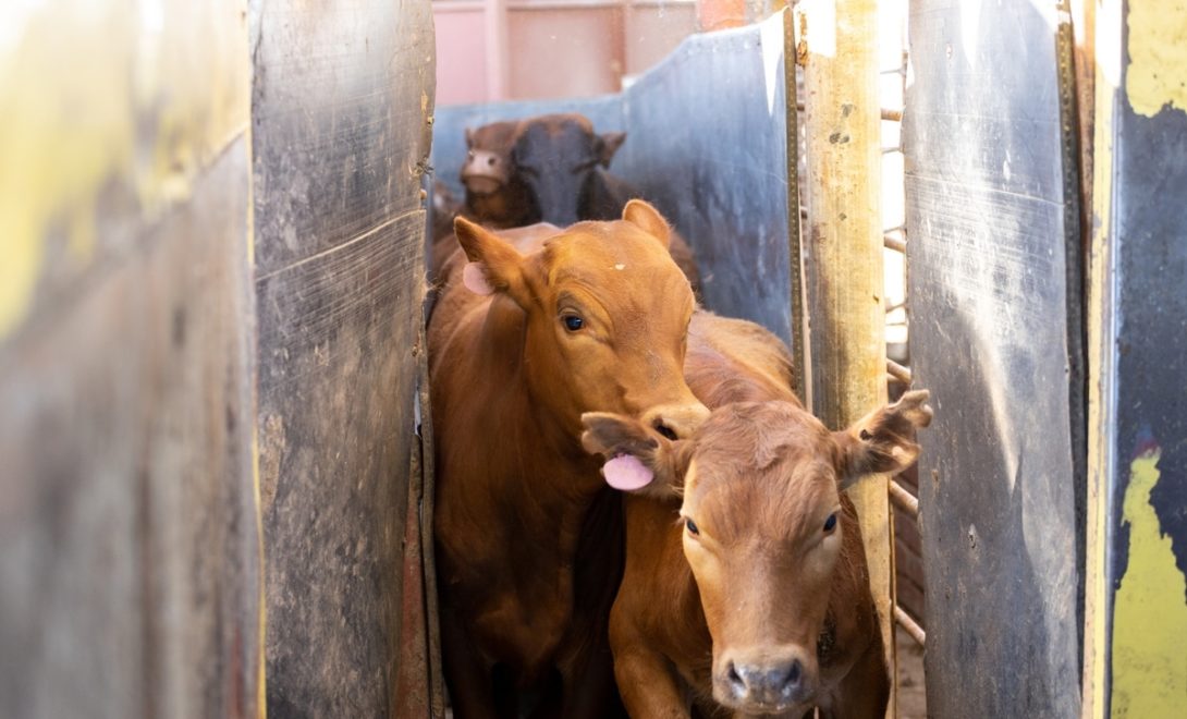 Animais em movimento na rampa de desembarque totalmente vedada