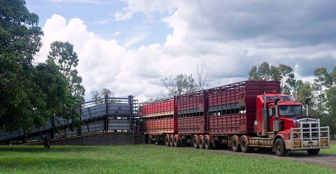 Embarque para caminhão boiadeiro de forma adequada