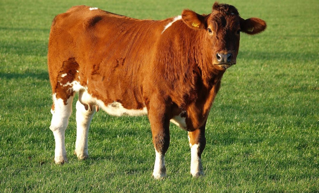 Cria de simbrasil solta no pasto