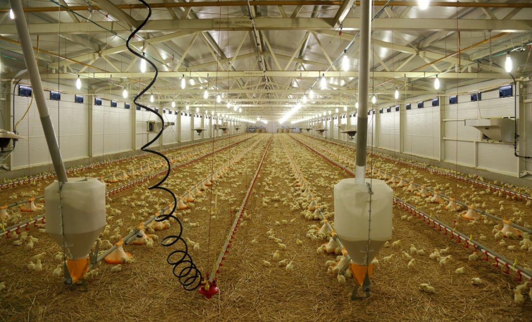 Galpão de frangos em desenvolvimento, com alimentadores e disponibilidade de agua em sistema linear