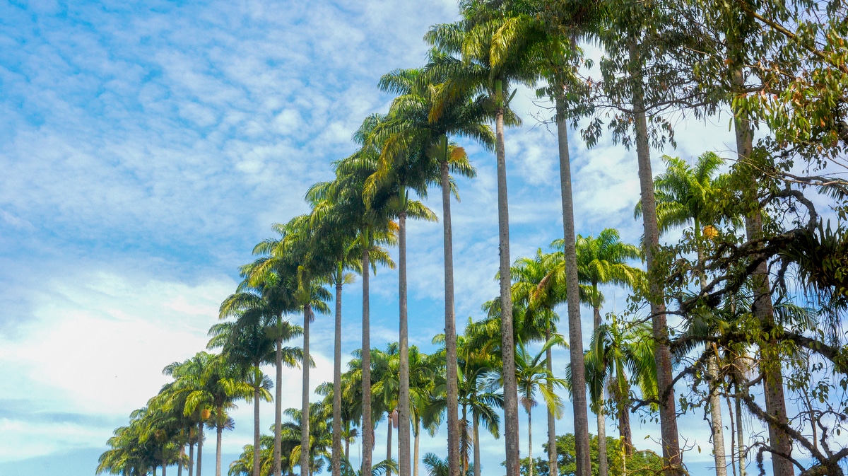 Palmeiras imperiais plantadas em fileira, céu azul com nuvens brancas ao fundo