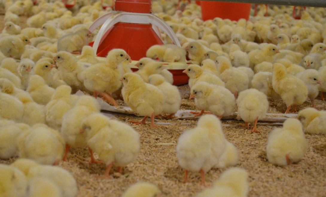 Pintainhos recém chegados em galpão de desenvolvimento