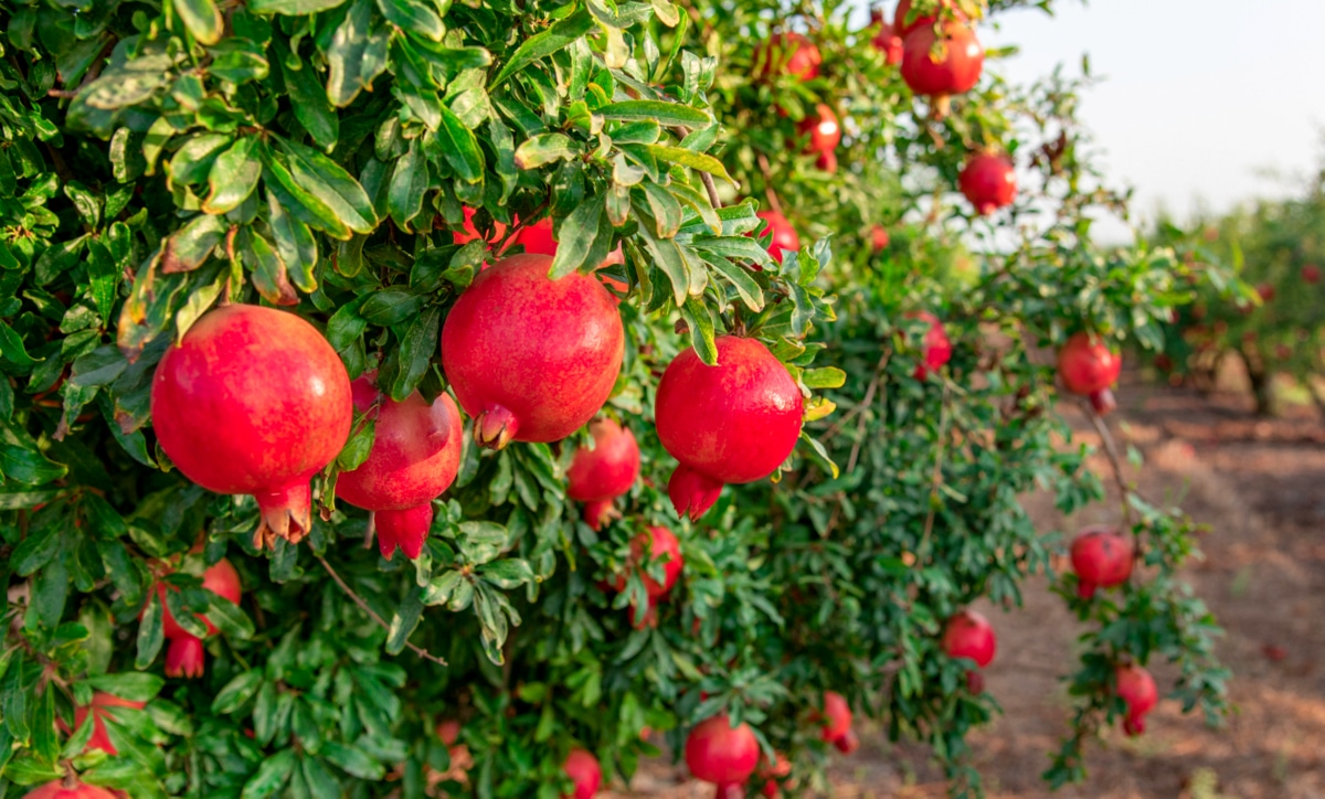 Pé de romã com vários frutos