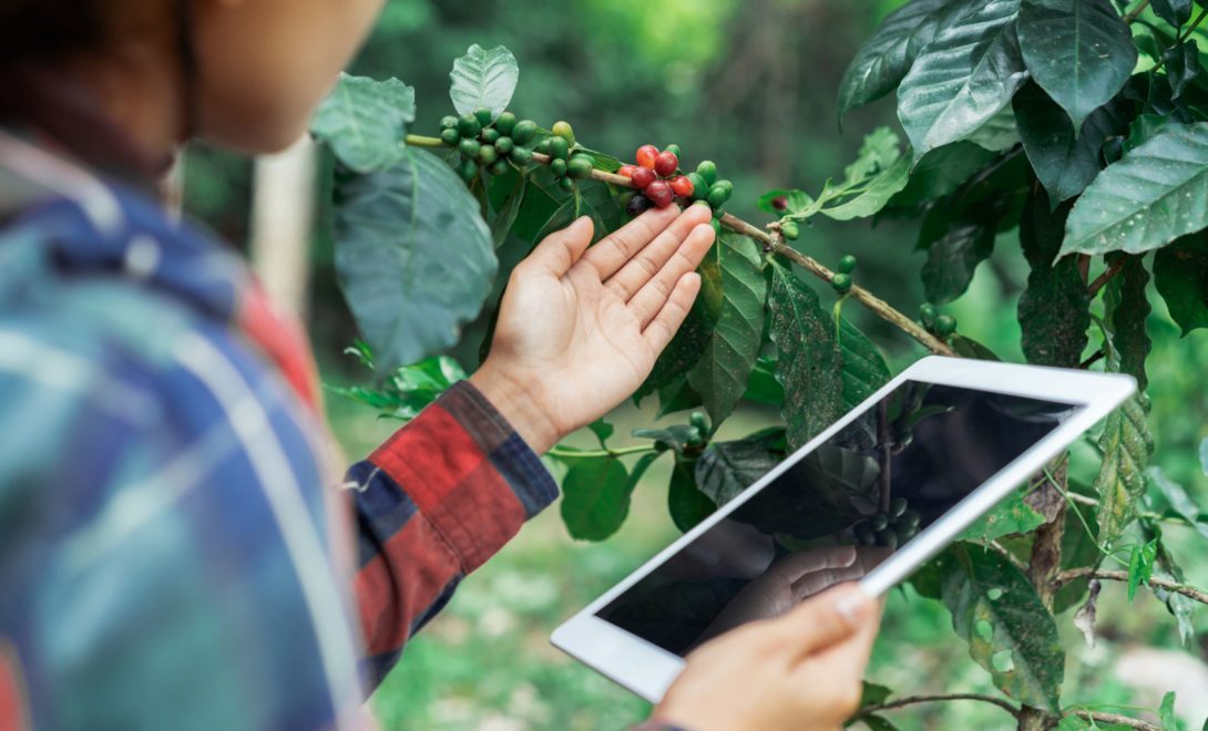 Produtor analisando fruto de café ainda no pé, com tablet em mãos