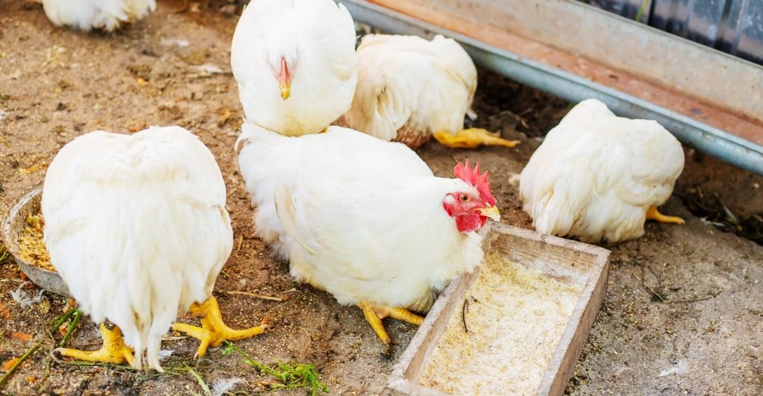 Frangos de corte se alimentando em comedouros
