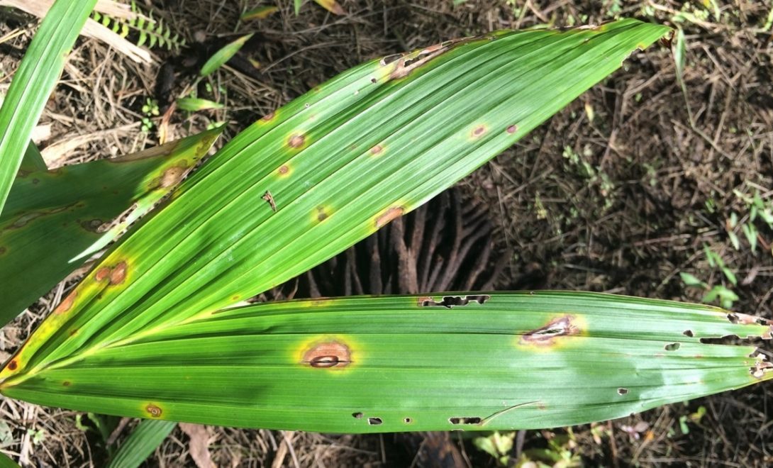 Folha de palmeira com sintoma de antracnose