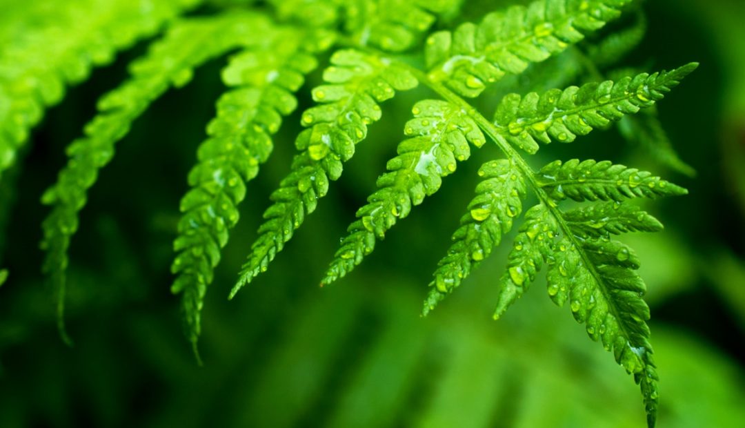 Samambaias: conheça 5 espécies e aprenda como plantar e cuidar
