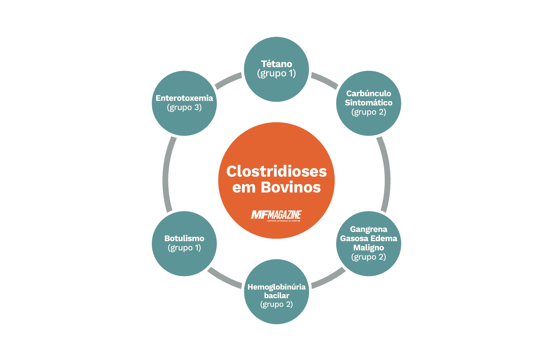 Infográfico das principais clostridioses dos bovinos