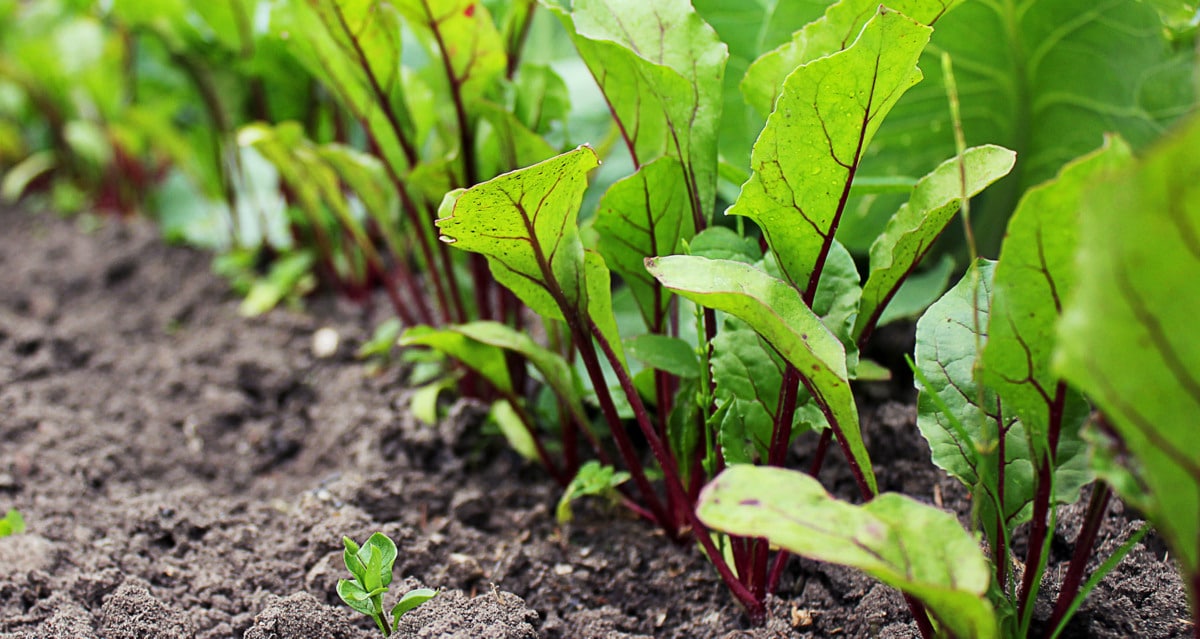Plantio de beterraba com destaque para as folhas