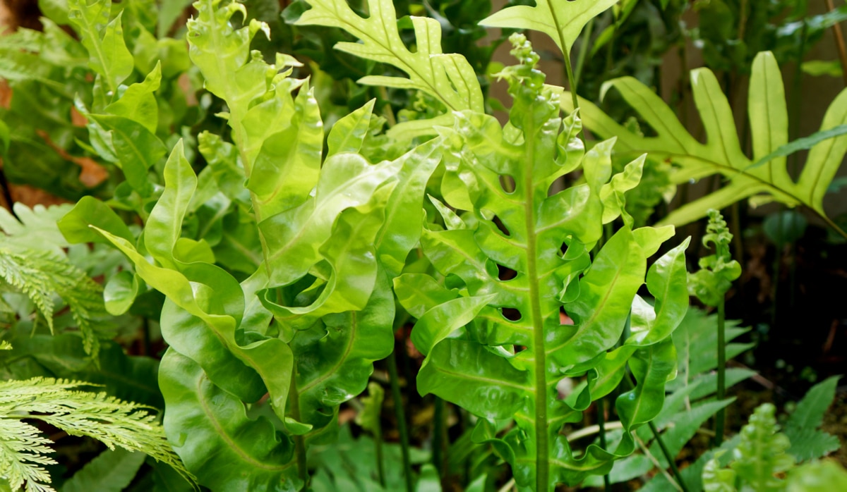 Detalhes das folhas da samambaia-jamaica