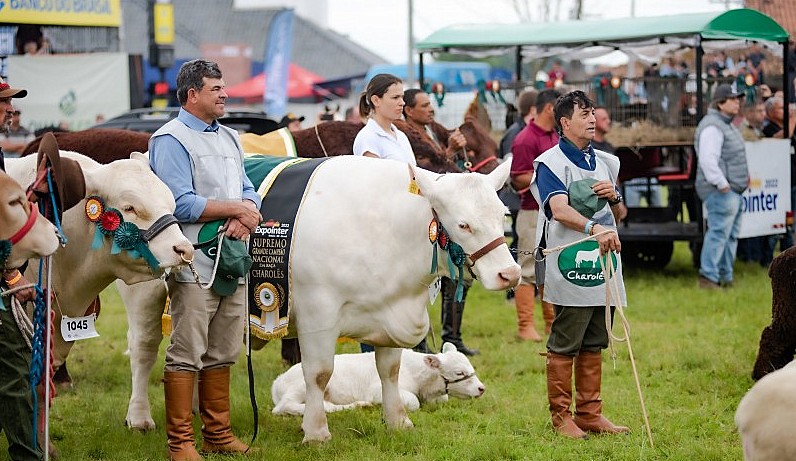 Expointer julgamento animais
