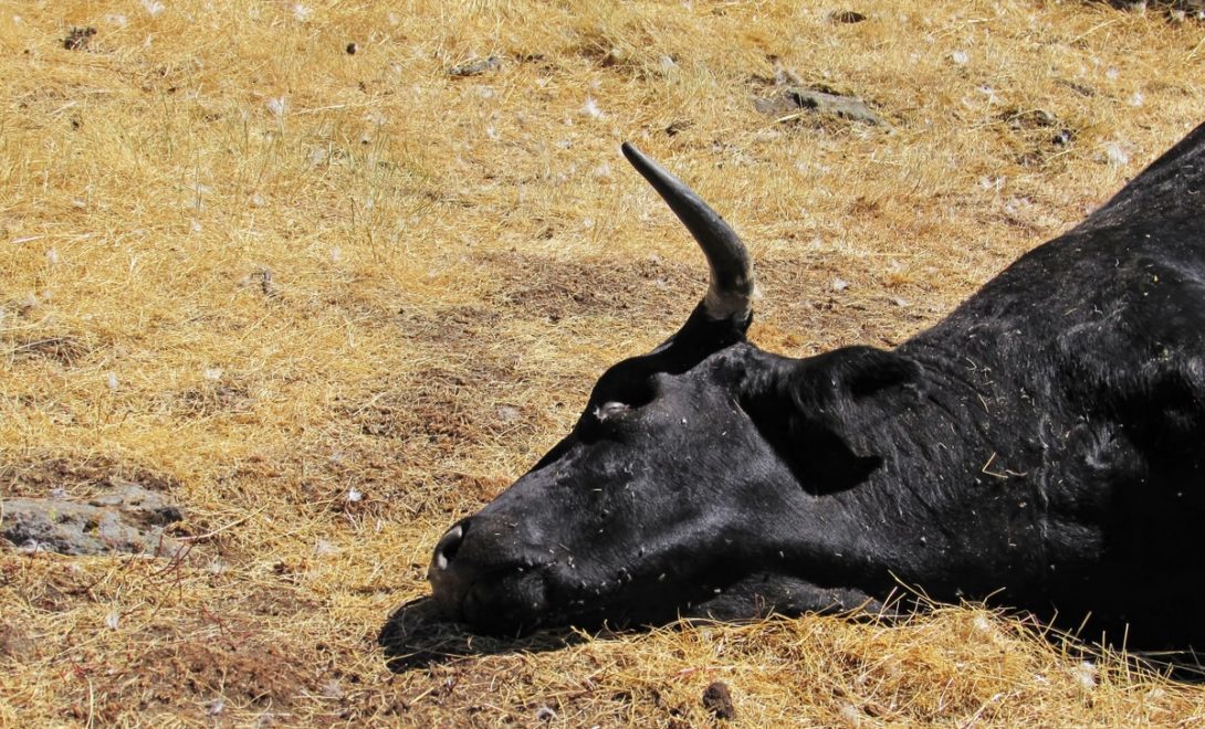 Bovino em decúbito lateral, morto em pasto aberto