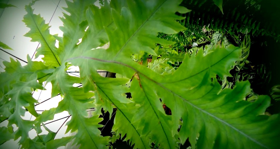 Folha de samambaia amazonas 