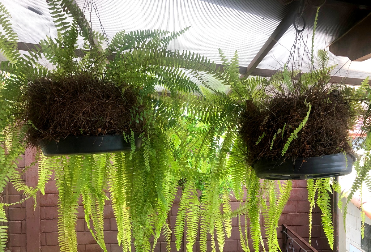 Samambaia americana plantada em vaso
