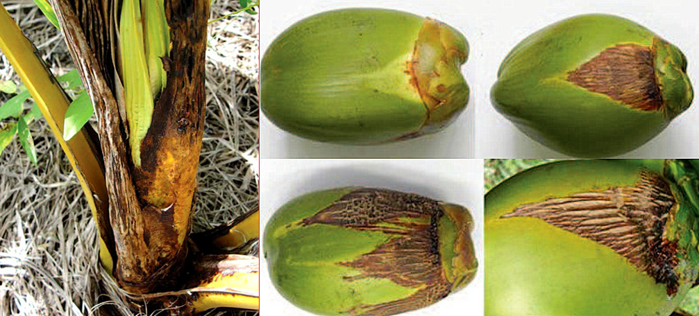 Fotos mostram os sinais de ataque do ácaro-da-necrose, uma das pragas das palmeiras e dos coqueiros. Os cocos apresentam marcas triangulares, marrons e com aspecto áspero.