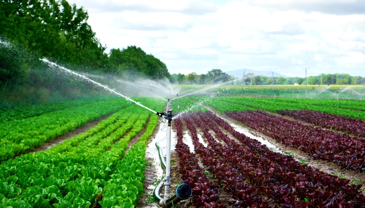 Lavoura sendo irrigada por sistema de irrigação por aspersão portátil