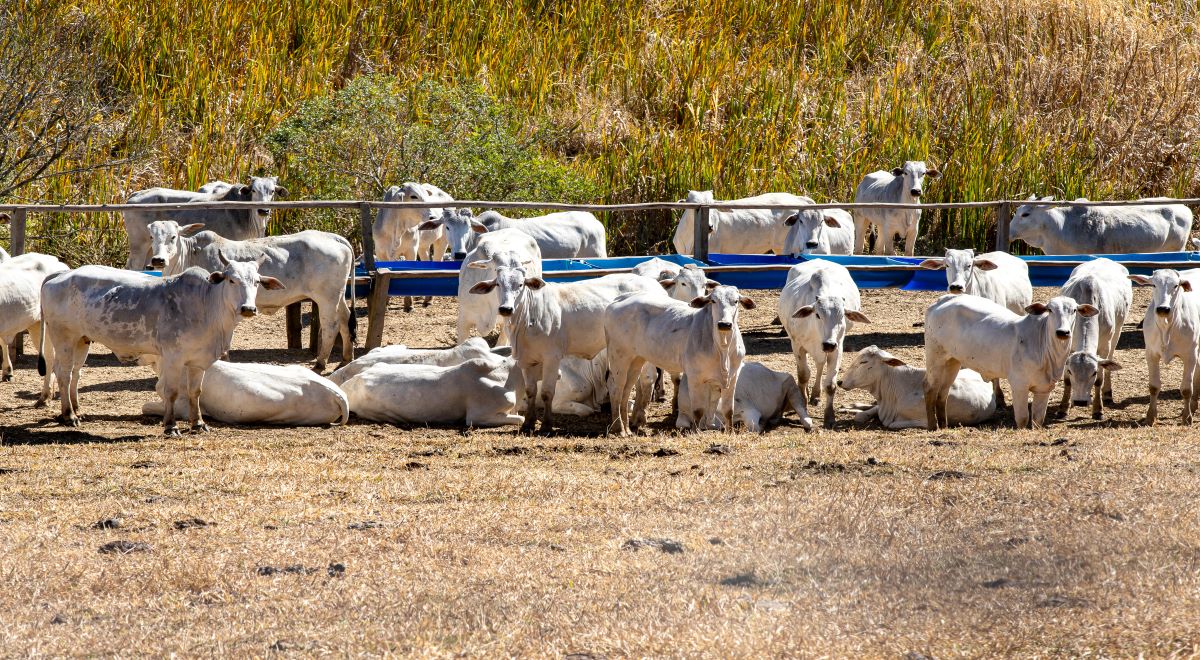 Rebanho de gado Nelore junto aos cochos de alimentação