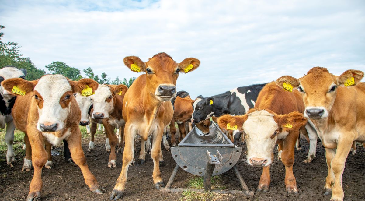 Bezerrada próxima ao cocho de alimentação com altura ideal