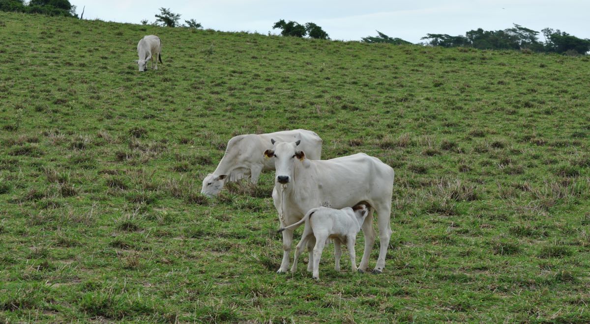 Bezerro Nelore mamando em vaca em pasto aberto. Outras duas vacas ao fundo.