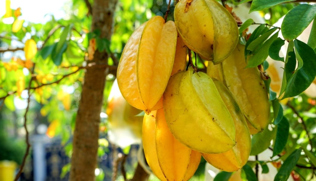 Carambola: confira quais os benefícios e como plantar