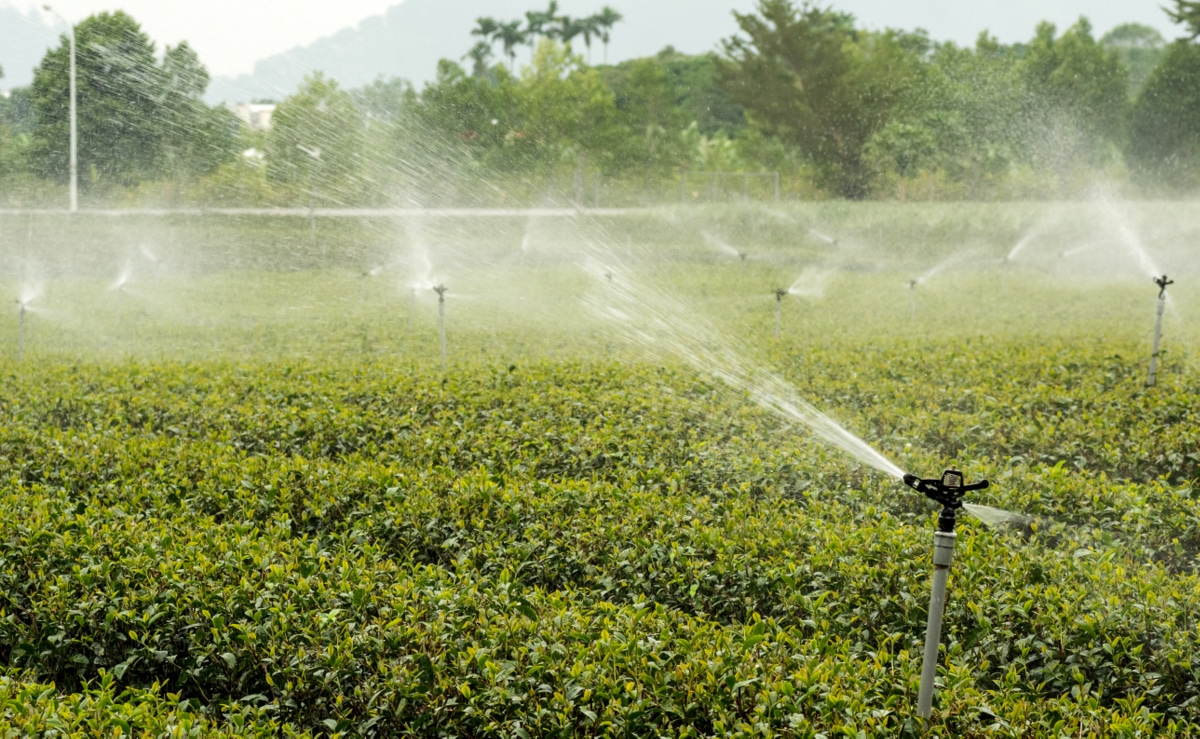 Plantação com sistema de irrigação por aspersão convencional