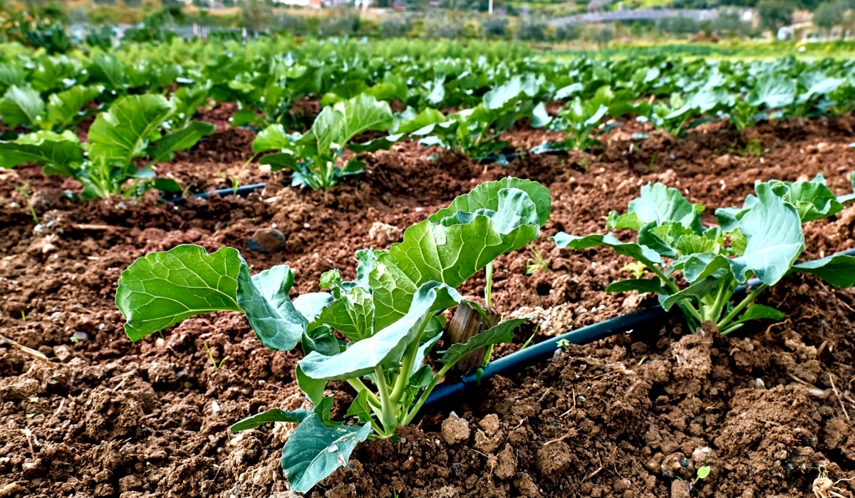 Plantação com sistema de irrigação por gotejamento