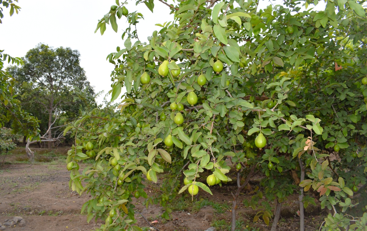 Pomar com plantação de goiabeiras, árvores folhosas de tronco fino com frutos ainda verdes.