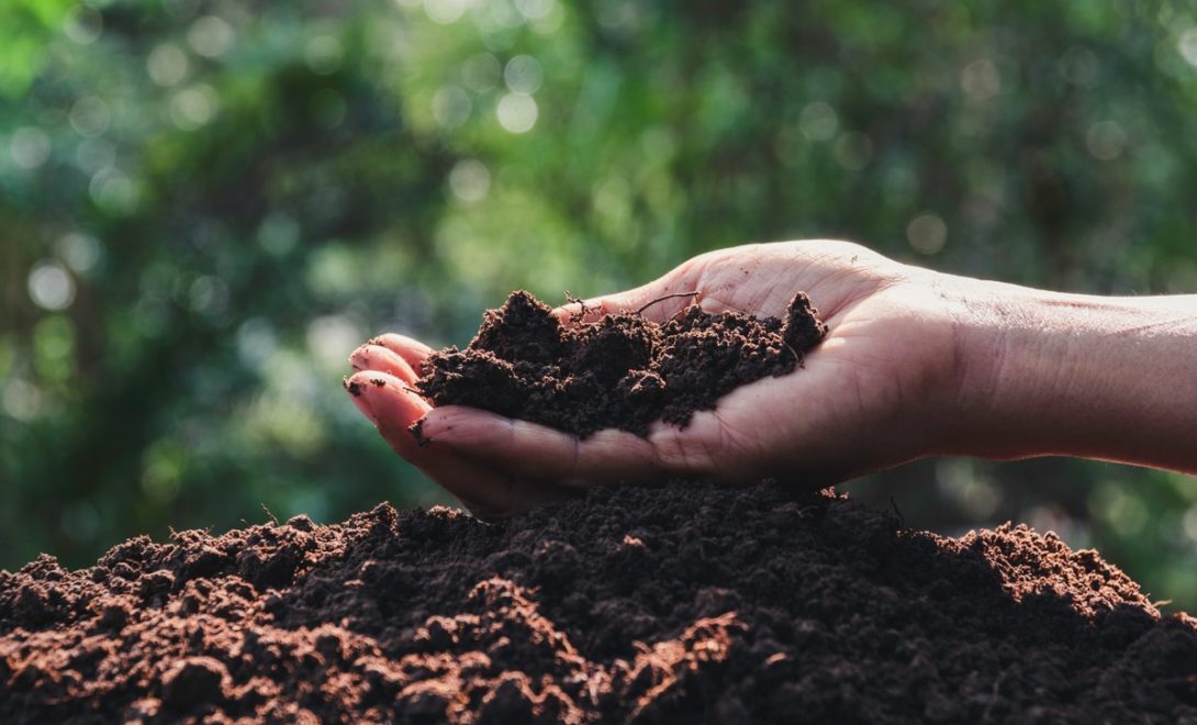 Punhado de terra na palma da mão de uma pessoa, com árvores ao fundo
