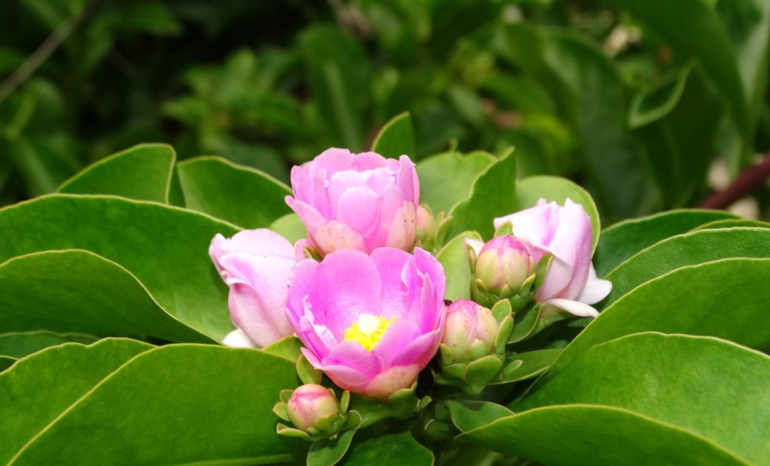 Flor aberta e flores em botão da planta ora-pro-nóbis entre folhas verdes