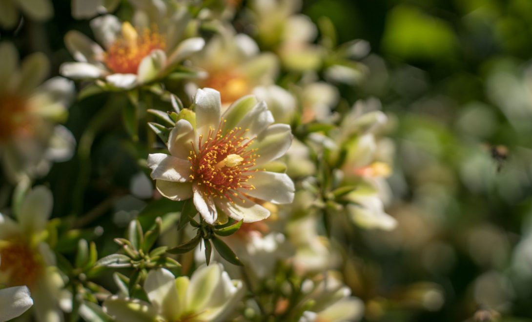Flores de ora-pro-nóbis com pétalas brancas e miolo laranja