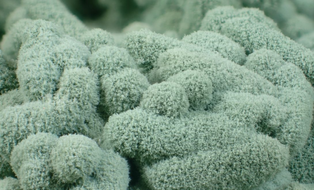 Fungos do gênero Trichoderma
