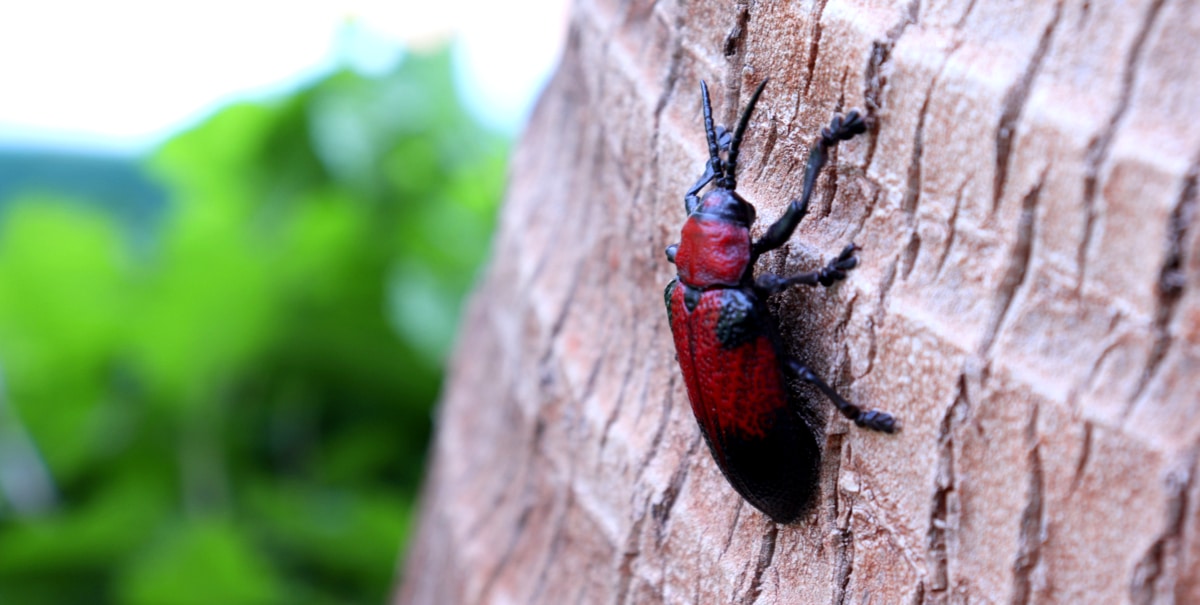 Besouro de coloração vermelha, extremidade e patas negras, conhecido como falsa-barata-das-palmeiras. Está posicionado em tronco de madeira.