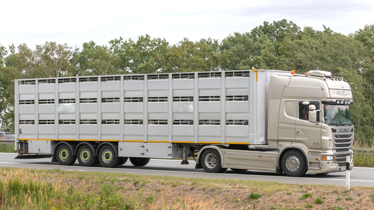 Caminhão em estrada para o transporte de animais. Ao fundo, vegetação.