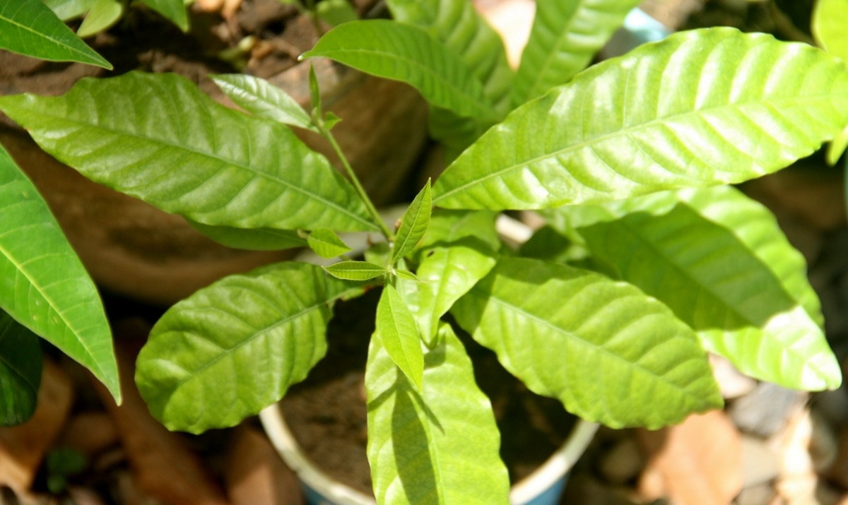 Muda de abieiro em um vaso com folhas verdes.