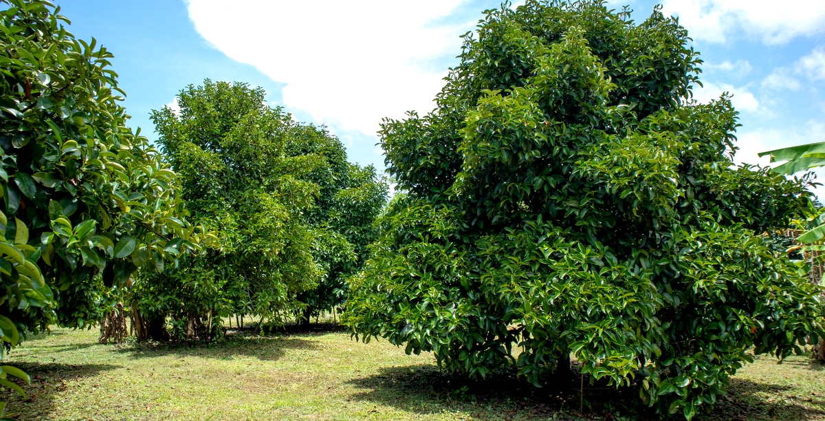 Pomar com plantio de mangostanzeiros. São plantas que apresentam copas em formato piramidal e folhagem densa que escondem os frutos.