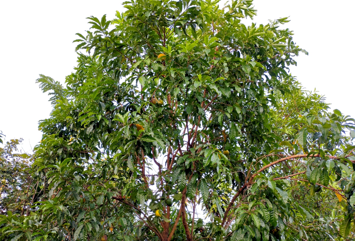 Copa do abieiro com alguns frutos verdes e outros amadurecendo