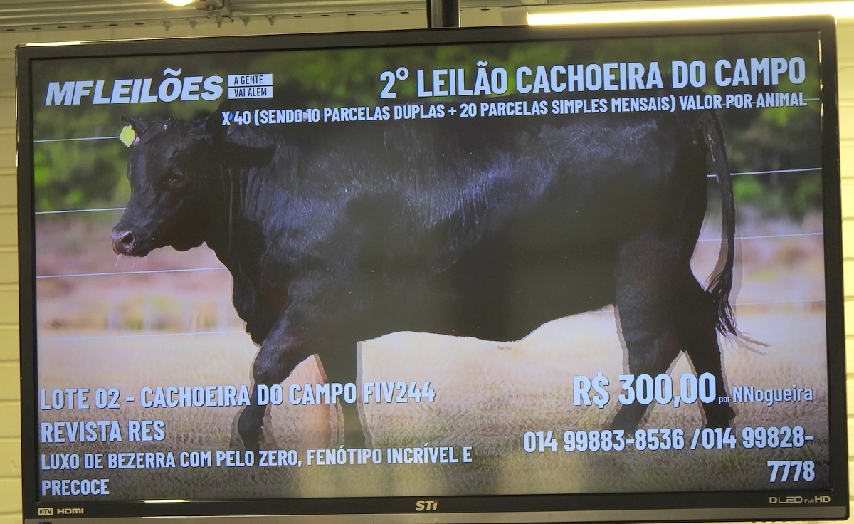 Transmissão de leilão online pelo MF Leilões