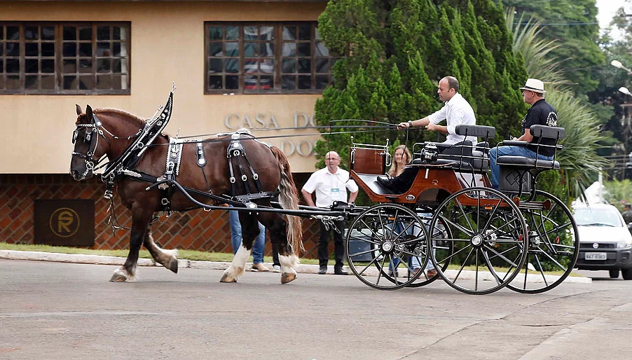 Cavalo Bretão trabalhando atrelado, puxando carroça com duas pessoas. 