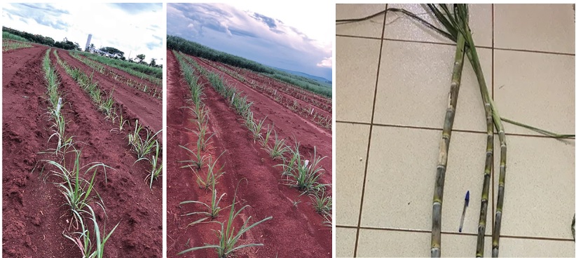 Sintomas da doença são de difícil visualização a campo, e podem incluir desenvolvimento reduzido, e alteração no diâmetro dos colmos.