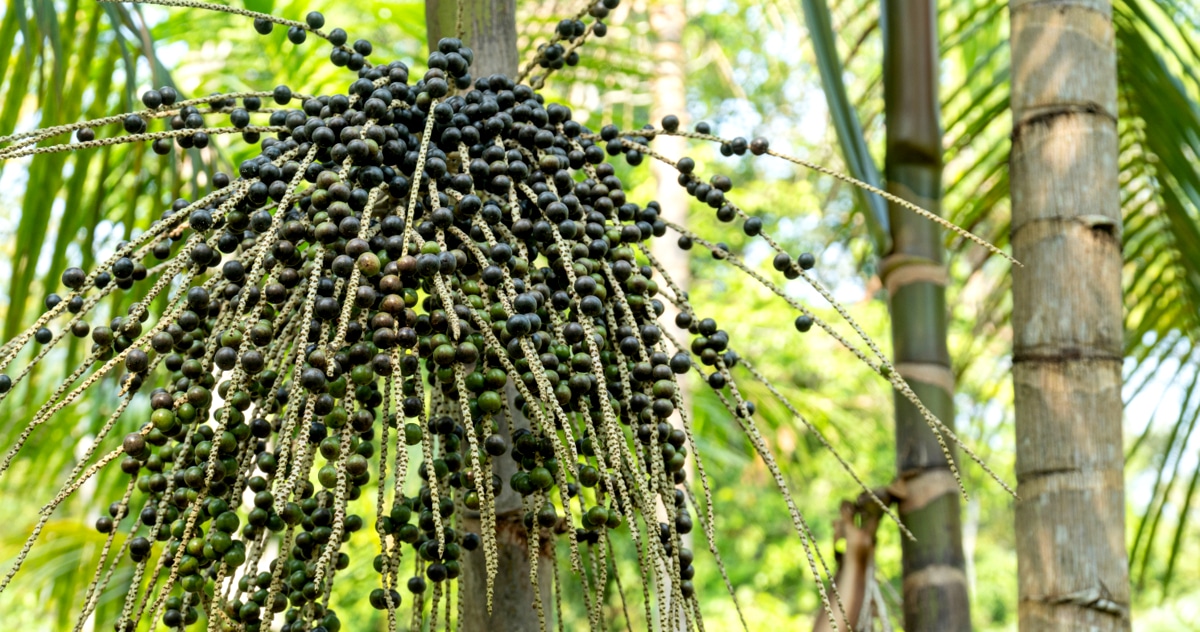 Açaizeiro, com seus frutos em tom de roxo em cachos.