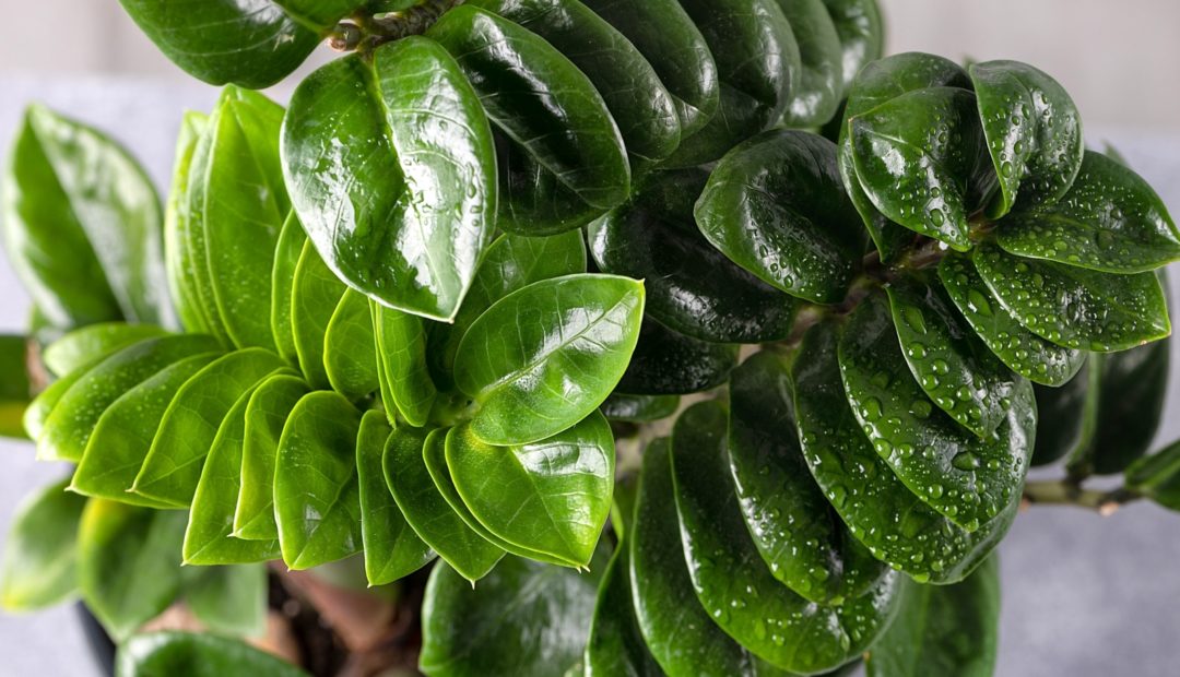 Zamioculca: confira as características e os cuidados com essa planta