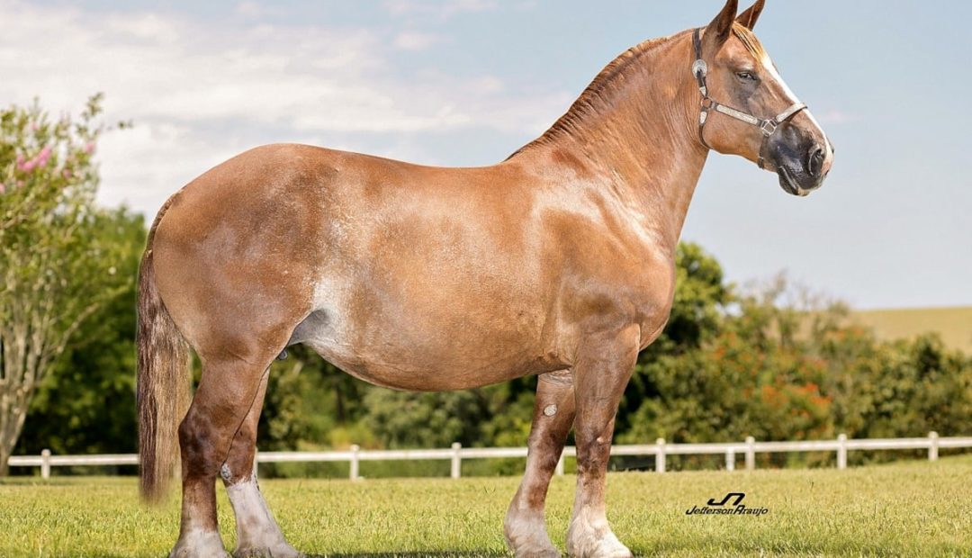 Cavalo Bretão: conheça a raça que é destaque no campo
