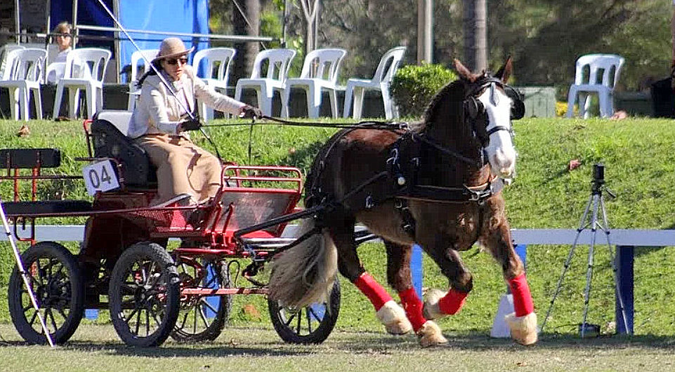 Atrelagem esportiva com o cavalo Bretão