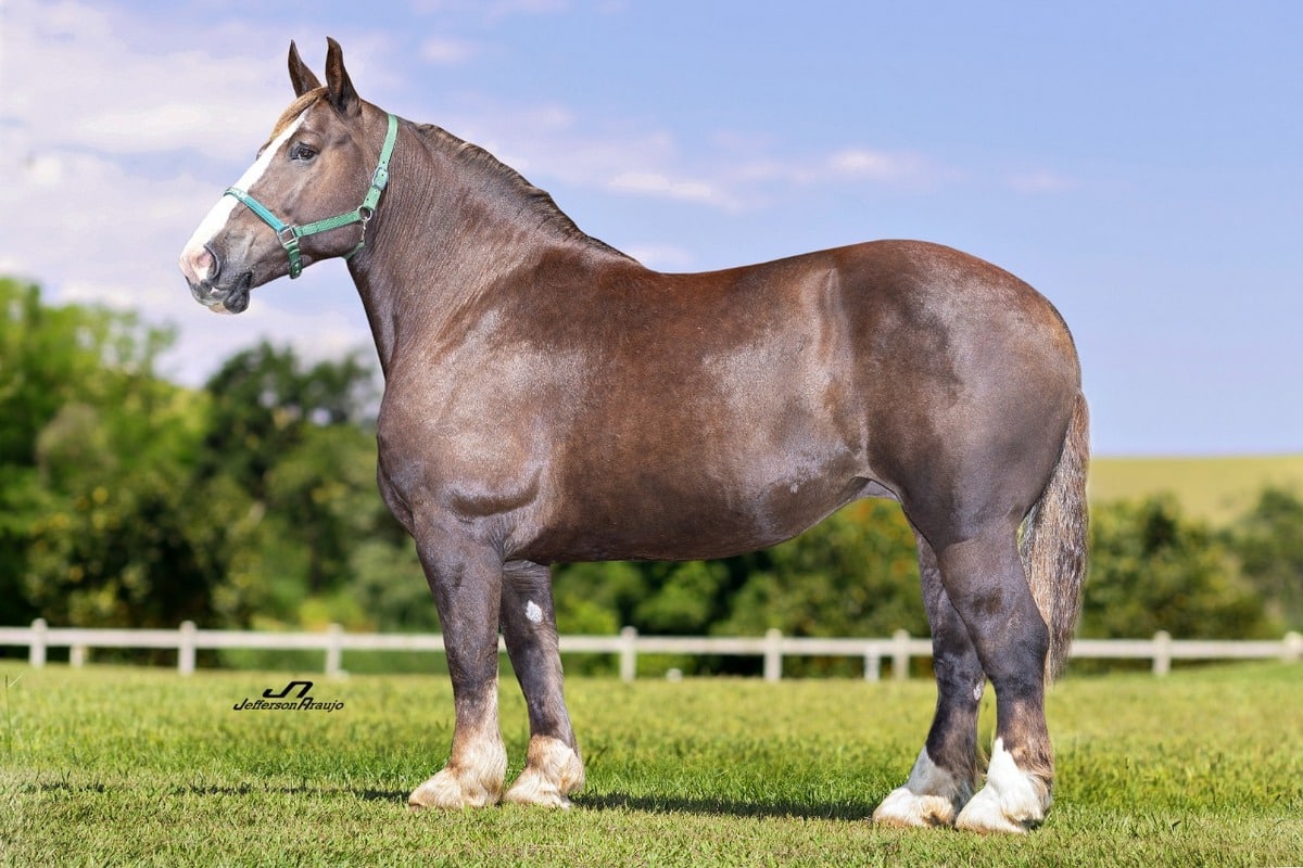 Cavalo Bretão posicionado lateralmente em pasto. Na foto, o animal é de cor marrom escura, patas brancas e faixa clara no focinho (Alazão tostado).