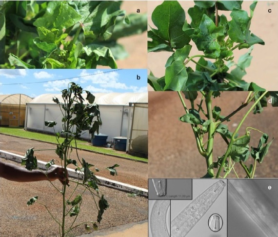 Sintomas do nematoide da haste verde em algodão, com folhas enroladas e retorcidas. Manchas angulares também podem ser observadas nas folhas.