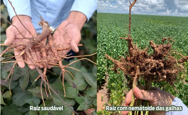 Exemplares de plantas de algodão com raízes saudáveis e raízes infestadas com nematoides das galhas