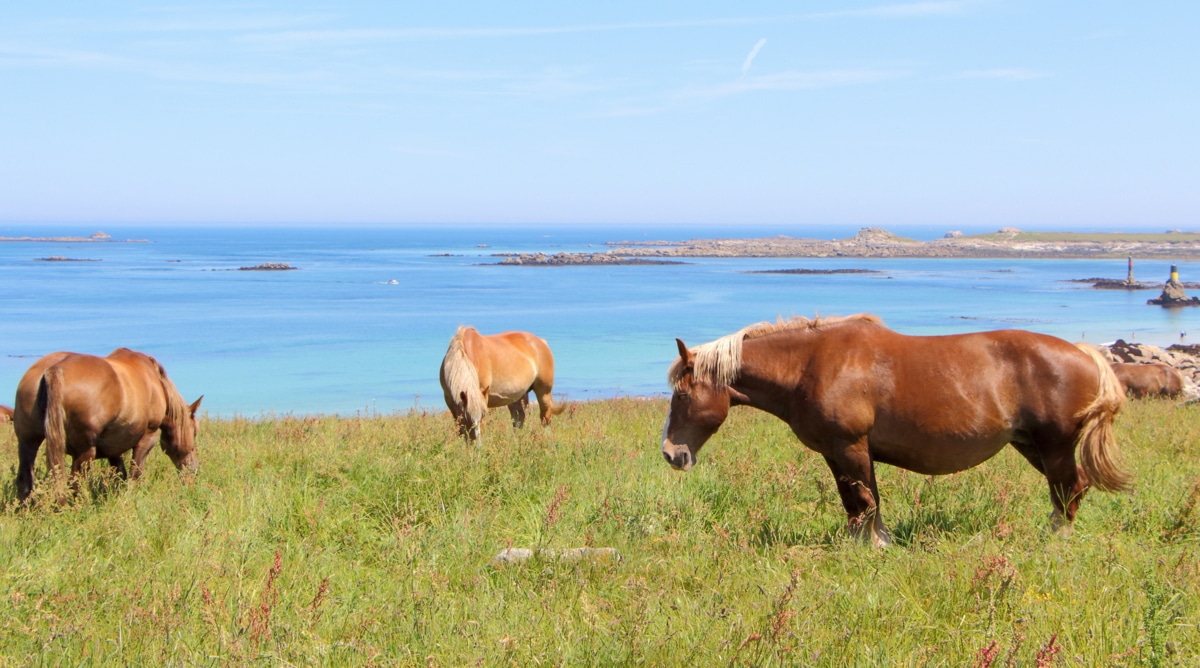 Cavalos da raça Bretão em pasto, alimentando-se. Ao fundo, mar.