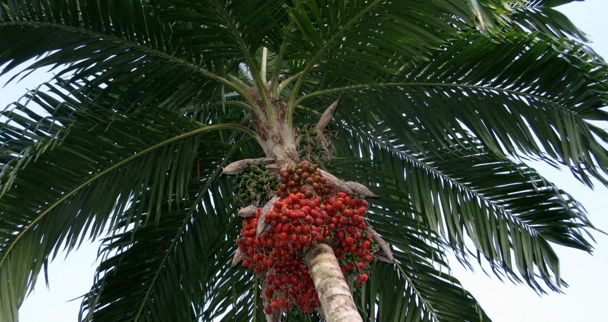 Palmeira, conhecida como pupunheira, com visão de baixo para cima. O destaque fica por conta de suas folhas largas e verdes e seus frutos em cachos, dispostos ao redor do caule da planta, de coloração avermelhada e verde.
