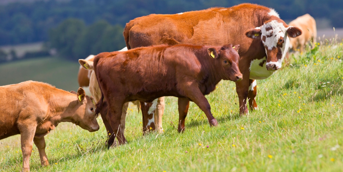 Gado Devon em pasto. Na foto, animais de coloração avermelhada, sendo que um dele possui manchas brancas na cabeça.